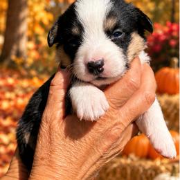 Oakley - Black and white female Cardigan Welsh Corgi puppy in Kerens, West Virginia from Leather & Lace