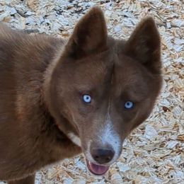 Octavia - Siberian Husky