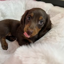 Dachshund Puppies from Tucson Dachshund Co.
