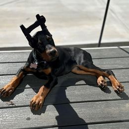 Doberman Pinscher Puppies from Eminent Dobermans