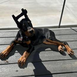 Doberman Pinscher Puppies from Eminent Dobermans