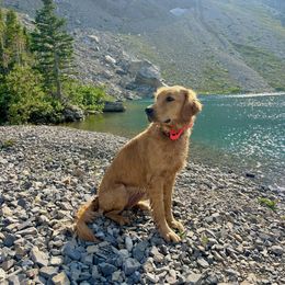 Everest - Golden Retriever