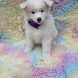 Purple girl - White female Samoyed puppy in Elwell, Michigan from Limelight Samoyeds