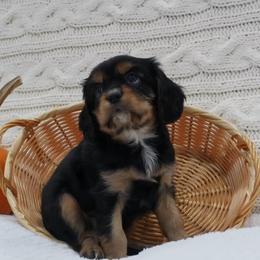 Aspen - Black and tan male Cavalier King Charles Spaniel puppy in Marcellus, Michigan from Coolcreek Pets