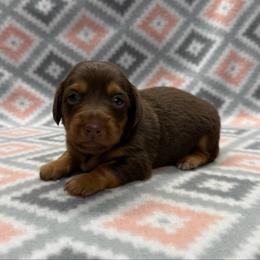 Girl 1 - Chocolate and tan female Dachshund puppy in Hoover, Alabama from Tide Town Doxies