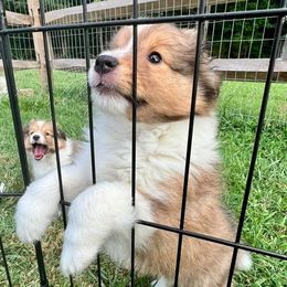 Shetland Sheepdog Puppies from Cheri Spangler's Shetland Sheepdogs