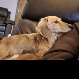 Dillie - Dachshund