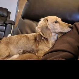 Dillie - Dachshund