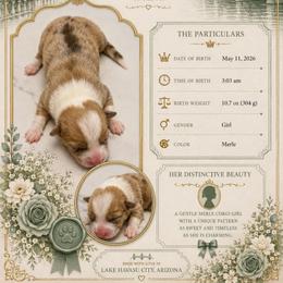 Francesca Bridgerton - Red merle and white female American Corgi puppy in Lake Havasu City, Arizona from London Bridge Corgis