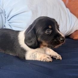 Boy 3 - Piebald male Dachshund puppy in Bowdon, Georgia from Doodle Bugs Doxies