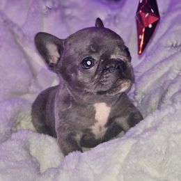 Tiny Teal - Blue female French Bulldog puppy in Maplewood, New Jersey from Poos&Bulls Keepsake