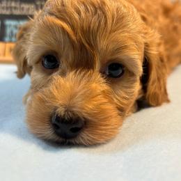 Frank - Apricot male Goldendoodle puppy in White Pigeon, Michigan from Delaryedoodles