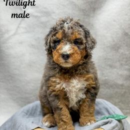 Twilight - Merle male Bernedoodle puppy in Williamson, New York from Lakeside Doodles