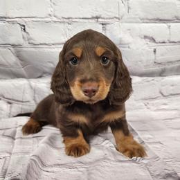 Hatch (orange collar) - Chocolate and tan male Dachshund puppy in Anaconda, Montana from Williams Family Dachshunds