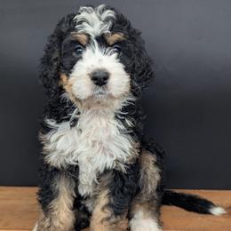 Hali - Tri-color female Bernedoodle puppy in Lancaster, Minnesota from Richardville Hunde