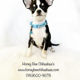 Domino - Black and white male Chihuahua puppy in Sacramento, California from Honey Bee Chihuahua’s