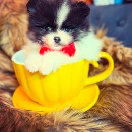 Roger - Tri-colored male Pomeranian puppy in Milwaukee, Wisconsin from Dolcebellezza’s Poms