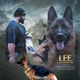 Lee - German Shepherd