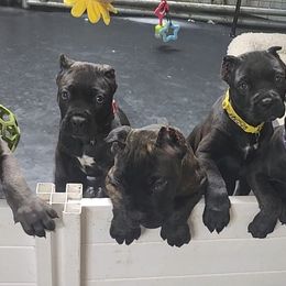 American Corgis, Cane Corso, Pembroke Welsh Corgis, and Rhodesian Ridgebacks from Diamondcrest Farms Inc