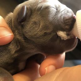 French Bulldogs from Palacios Fire Frenchies
