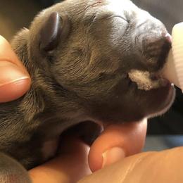 French Bulldogs from Palacios Fire Frenchies