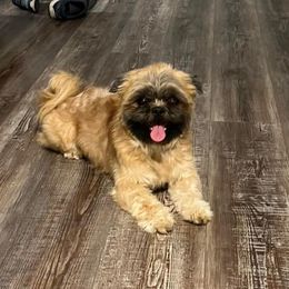 Shih Tzus from Between The Creeks Farmstead