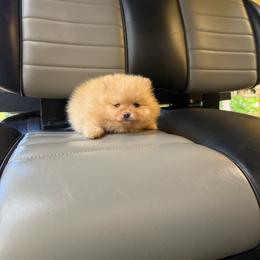 Romeo - Beaver male Pomeranian puppy in Bonita Springs, Florida from 🤎 Dreaming Puppies 🐶