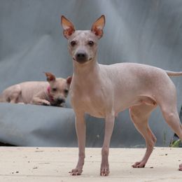 Aurora  - American Hairless Terrier