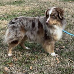 Jax - Miniature Australian Shepherd