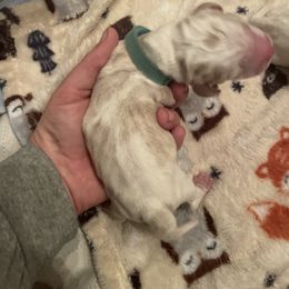 Teal Collar - Lemon and white female Basset Hound puppy in Callao, Virginia from Walk The Line Basset Hounds