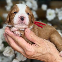 Garnet - Red male Bernedoodle puppy in Yuciapa, California from AlltheDoodlez_