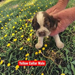 Yellow boy - Liver white and roan male English Springer Spaniel puppy in Henagar, Alabama from Windy Oak Kennels