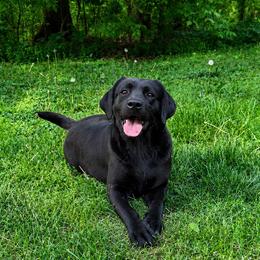 Glory - Black female Labrador Retriever puppy in Amery, Wisconsin from Cornerstone Retrievers