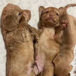 Dachshund Puppies from Teenie Weenie Doxies