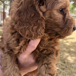 Goldendoodle Puppies from Penny Doodles
