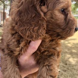 Goldendoodle Puppies from Penny Doodles