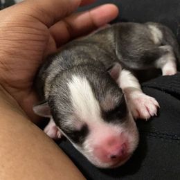 Siberian Husky Puppies from Surge x Stormy’s Puppies