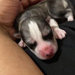 Siberian Husky Puppies from Surge x Stormy’s Puppies