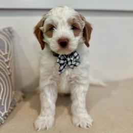Hopper - Parti male Goldendoodle puppy in Taylorsville, North Carolina from Doggone Dixie Doodles