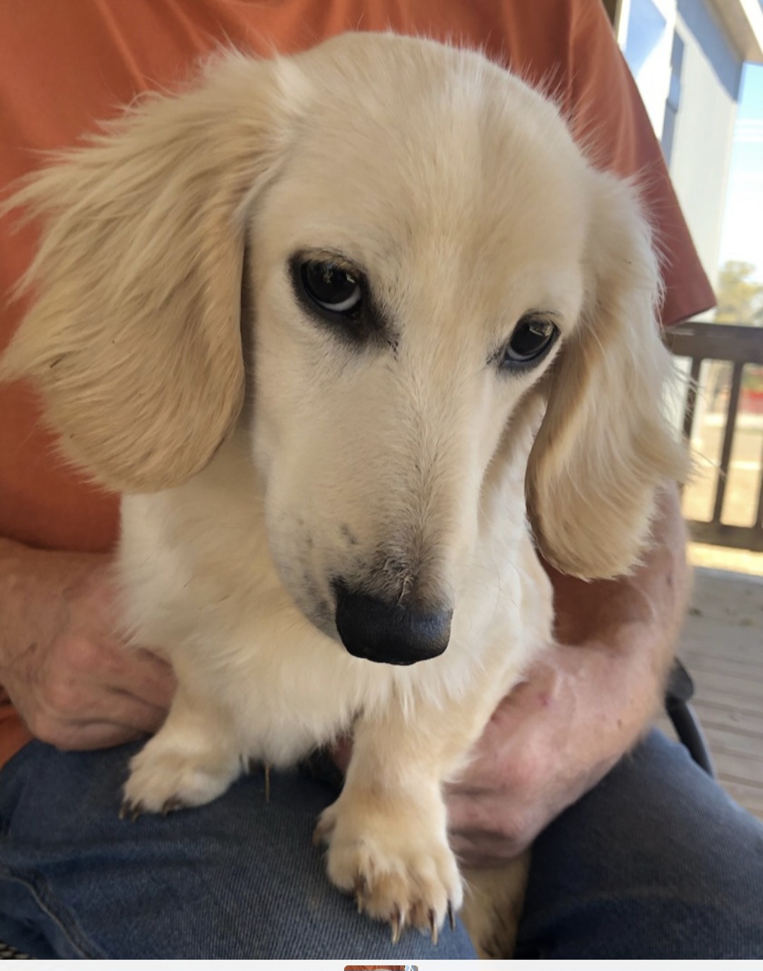 Woody - Dachshund
