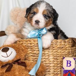 Buckeye - Blue merle male Bernedoodle puppy in St Joe, Indiana from Pawsh Bernedoodles