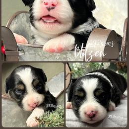 (5) Blitzen, BTF - Black tri female Miniature American Shepherd puppy in Huntington, Texas from JKKJ Farms
