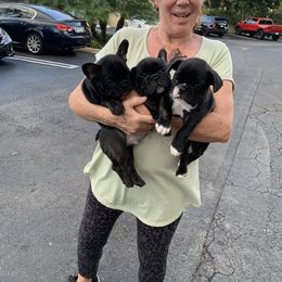 French Bulldog Puppies from Luna and London’s Puppies