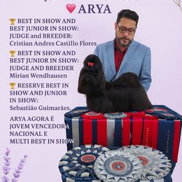 Shih Tzu puppies from Northstar Shih Tzu