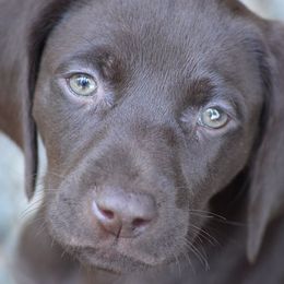 German Shorthaired Pointer Puppies from RADBACH KENNELS