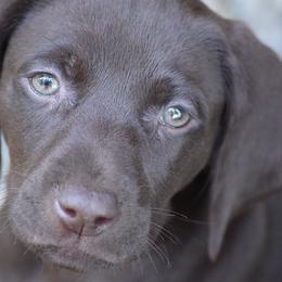 German Shorthaired Pointer Puppies from RADBACH KENNELS