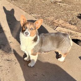 Lonely - Pembroke Welsh Corgi