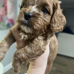 Cavapoo and Shihpoo Puppies from Haus of Doodles