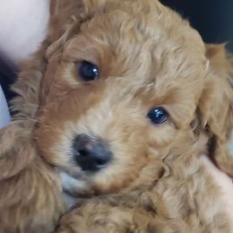 Ebony - Red  male Goldendoodle puppy in Phoenix, Arizona from Kerri's Goldendoodles
