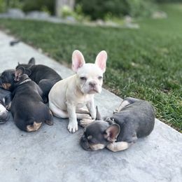 French Bulldog Puppies from Prestige French Bulldogs